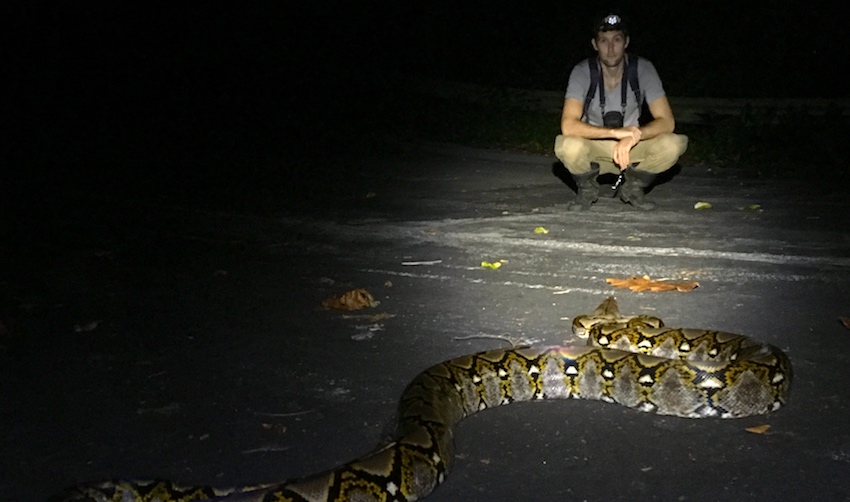 Petzl Ultra Rush beam lighting up python and herpetologist in the field about midnight. 