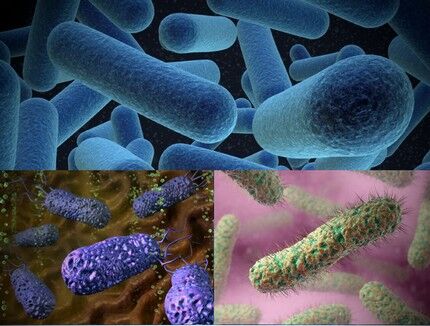 Микроорганизмы, питающиеся органикой